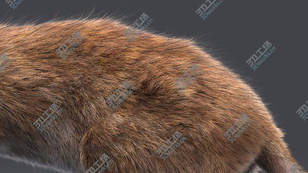 images/goods_img/20210312/Rat (Fur) (Rigged) (2) 3D model/5.jpg